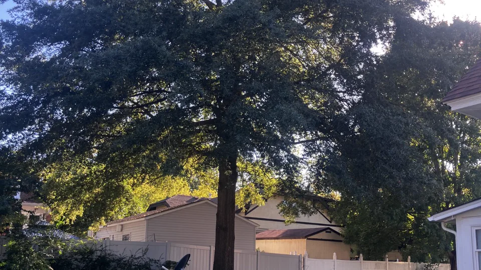Second before view showing the mature tree and its position between neighboring structures.
