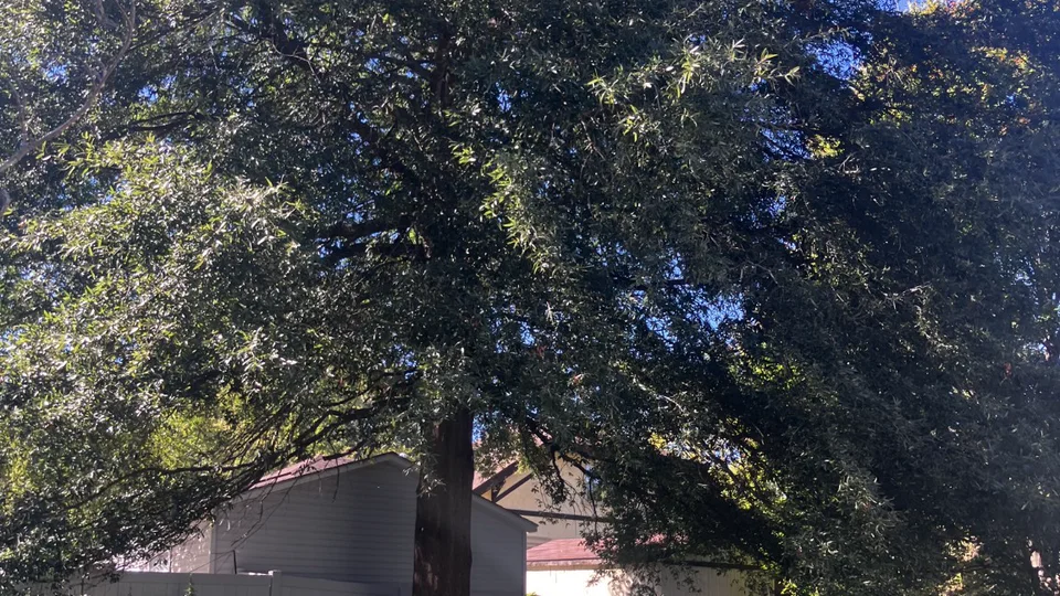 Before tree work: a mature tree filling much of a residential backyard beside nearby structures.