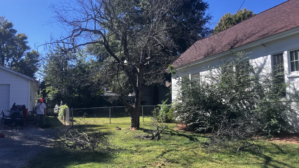Work in progress on the same property, with cut limbs on the ground and the tree partially removed.